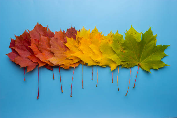 istock Colorful autumn leaves 1212667013
