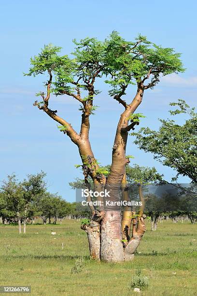 Moringa Treeetoshanamibia Stock Photo - Download Image Now - Moringa - Plant, Tree, Africa