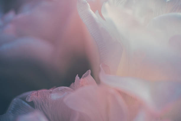 istock Pink roses petals close up 1212668046