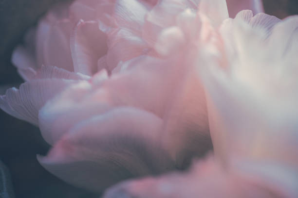 istock Pink roses petals close up 1212668056