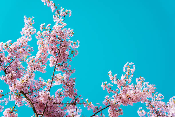 istock Pink flowers on the blue sky background 1212668059