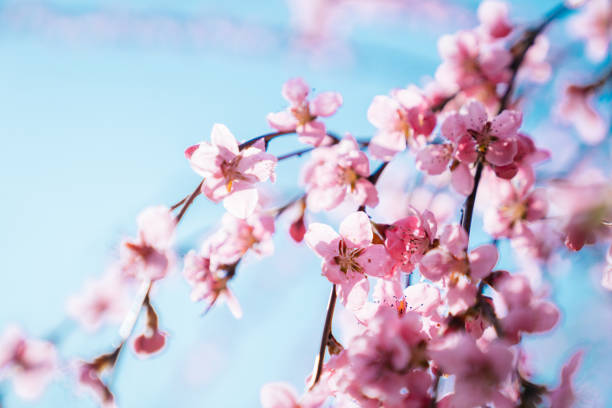 istock Pink flowers on the blue sky background 1212668064
