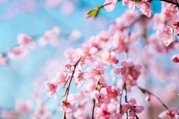 istock Pink flowers on the blue sky background 1212668072