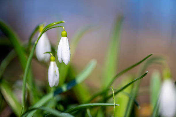 Closeup of small white delicate snowdrops in spring forest