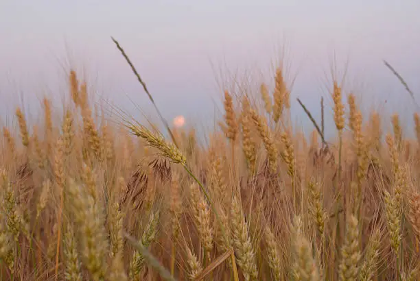 Photo of Wheat field against blue twilight sky