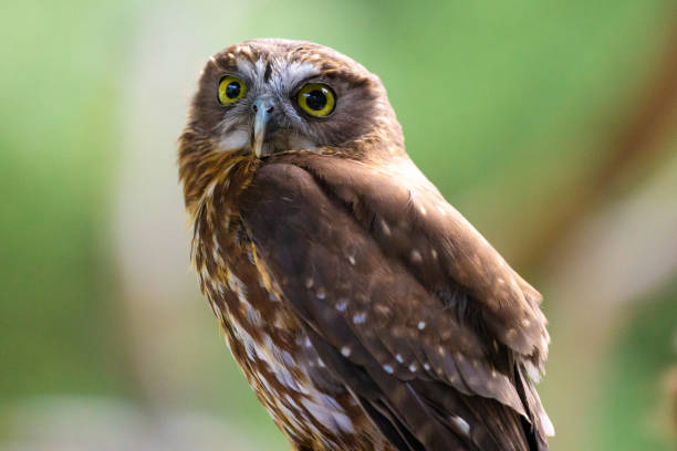 istock A Kiwi Morepork bird stands against a soft green background 1212670276