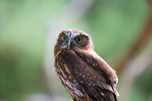 A photo of an individual owl posing in front of the camera