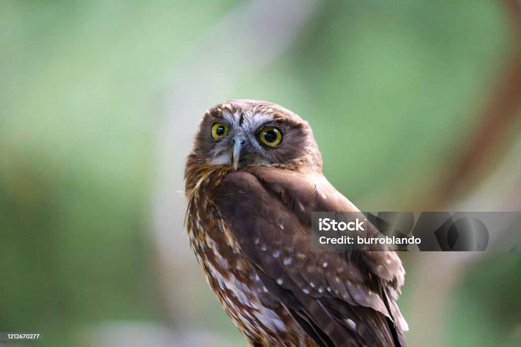 A Kiwi Morepork bird stands against a soft green background A photo of an individual owl posing in front of the camera Bird Stock Photo