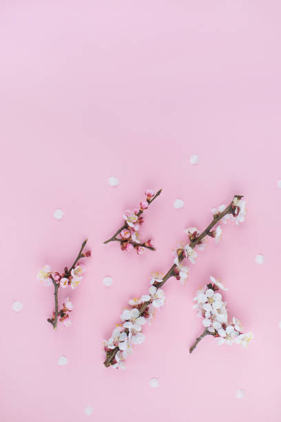 istock Spring flowering branches with pink blossoms on pink background. 1212670373