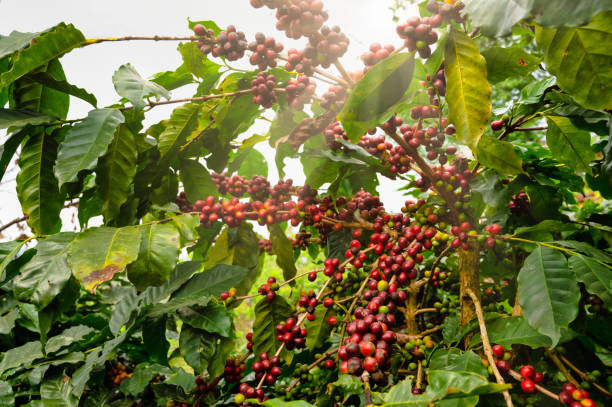 istock fresh arabica coffee bean in coffee plantation 1212673578