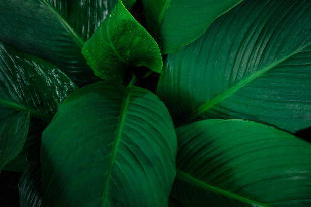istock Foliage in dark green pattern with rain water drop. 1212673696