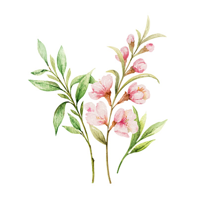 Watercolor vector  bouquet of pink flowers and almond leaves. Flower hand painted illustration for greeting cards, wedding invitations, scrapbooking, posters and more.