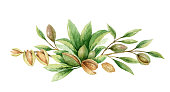 Watercolor vector wreath of fruits and leaves of almonds. Flower hand painted illustration for greeting cards, wedding invitations, kitchen decor, posters and more.