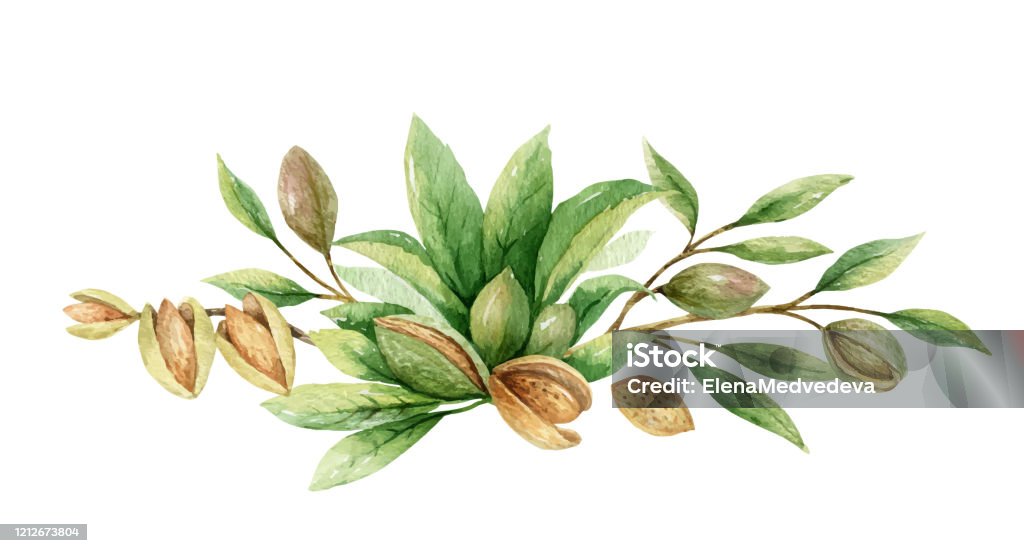 Watercolor vector wreath of fruits and leaves of almonds. Flower hand painted illustration for greeting cards, wedding invitations, kitchen decor, posters and more. Almond Tree stock vector