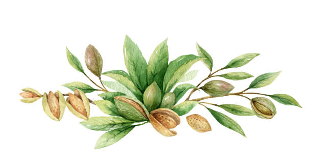 Watercolor vector wreath of fruits and leaves of almonds. Flower hand painted illustration for greeting cards, wedding invitations, kitchen decor, posters and more. Watercolor vector wreath of fruits and leaves of almonds. Flower hand painted illustration for greeting cards, wedding invitations, kitchen decor, posters and more. almond tree stock illustrations