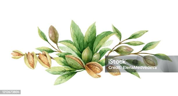 Watercolor Vector Wreath Of Fruits And Leaves Of Almonds Flower Hand Painted Illustration For Greeting Cards Wedding Invitations Kitchen Decor Posters And More Stock Illustration - Download Image Now