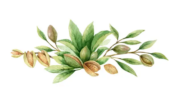 Vector illustration of Watercolor vector wreath of fruits and leaves of almonds. Flower hand painted illustration for greeting cards, wedding invitations, kitchen decor, posters and more.