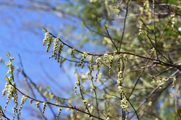 istock Stachyurus praecox flowers 1212674911