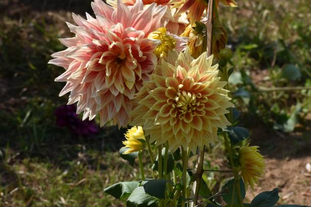 istock Beautiful dahlia flowers and plants 1212677109