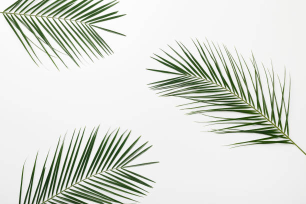 istock Tropical branches Monstera or palm leaves on white background 1212677440
