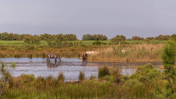 krajobraz parku narodowego camargue, prowansja, francja - camargue saintes maries de la mer bodies of water landscapes zdjęcia i obrazy z banku zdjęć