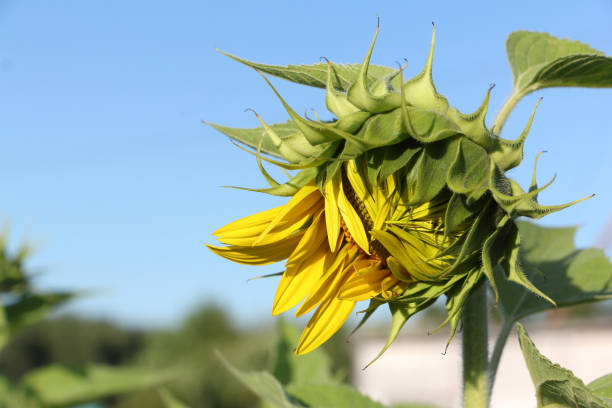 bocciolo di girasole contro cielo blu - petal bud plant agriculture foto e immagini stock