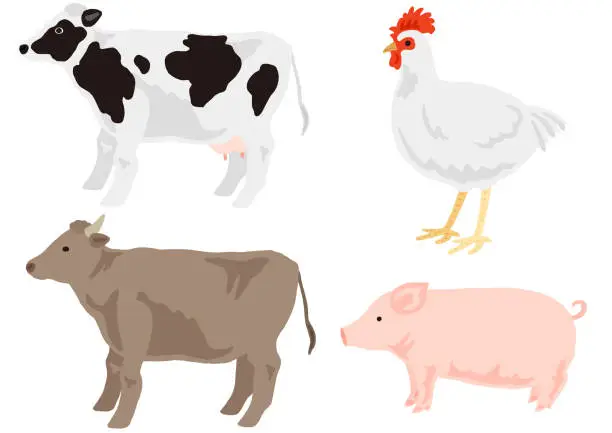 Vector illustration of domestic animals, chicken, pig, beef cattle and milch cow
