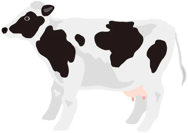Vector illustration of milch cow for the domestic animal