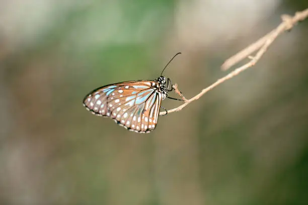 Blue Tiger Butterfly also known as Tirumala limniace.