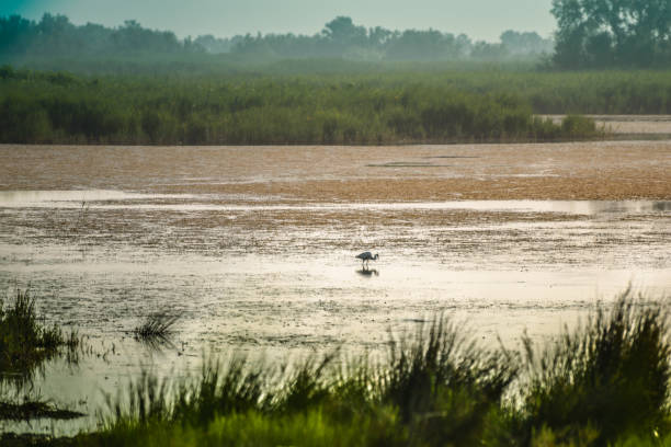 a paisagem do parque nacional camargue, provença, frança - camargue saintes maries de la mer bodies of water landscapes - fotografias e filmes do acervo