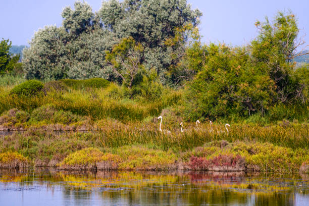 krajobraz parku narodowego camargue, prowansja, francja - camargue saintes maries de la mer bodies of water landscapes zdjęcia i obrazy z banku zdjęć