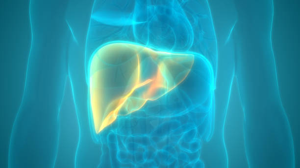 anatomía del hígado del órgano digestivo interno humano - hepatitis virus fotografías e imágenes de stock