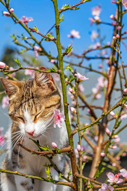 istock spring flowers and cat on tree branch in nature 1212682568