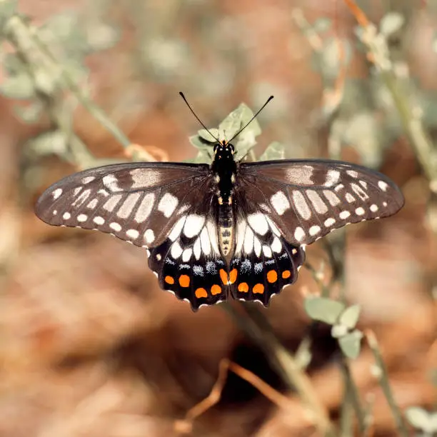 Orchard Swallowtail Butterfly also known as Papilio Aegeus.