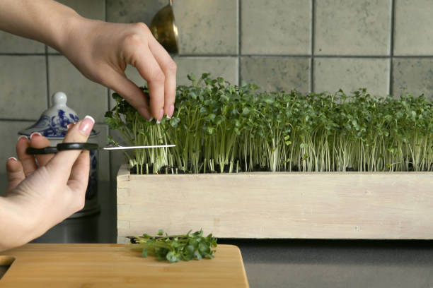 istock Woman cuts off micro greens radish in kitchen. 1212683774
