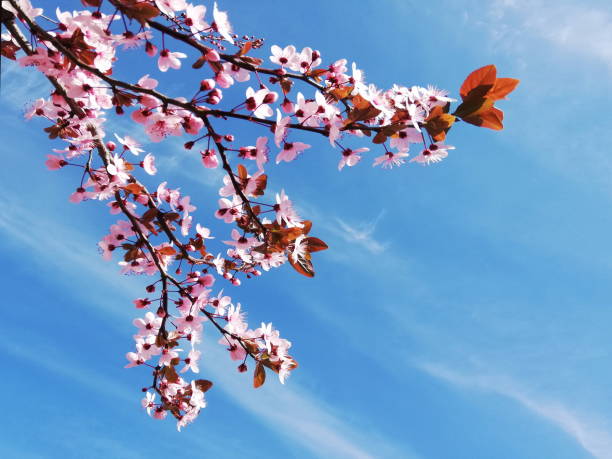 istock Beautiful spring flowers tree branch  in a colorful blue sky 1212683802