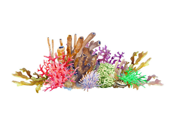 Reef with colorful corals, sponge, anemone and shell. Underwater landscape, hand drawn watercolor. Reef with colorful corals, sponge, anemone and shell. Underwater landscape, hand drawn watercolor illustration. sea life isolated stock pictures, royalty-free photos & images