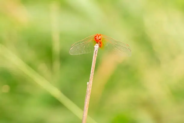 Red Arrow Dragonfly also known as Rhodothemis lieftincki.