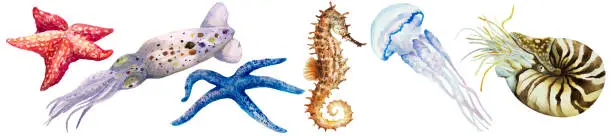 Photo of Set of squid, colorful starfish, jellyfish, nautilus mollusk and seahorse, watercolor.