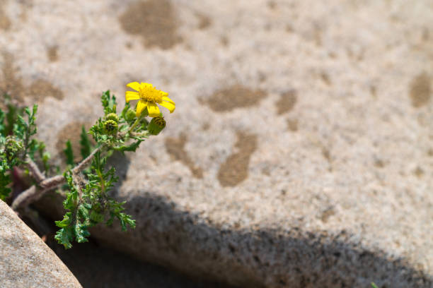 Spring flower surviving on the rock