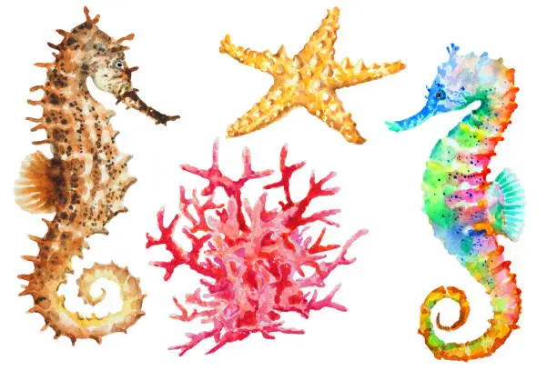 Photo of Group of colorful seahorses, red coral and starfish on white background, illustration.