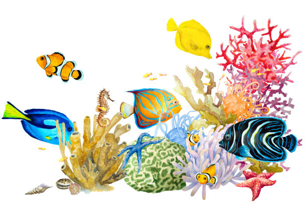 Reef with colorful corals, fish, sponge, anemones, starfish on a white background, hand drawn watercolor. Reef with colorful corals, fish, sponge, anemones, starfish on a white background, hand drawn watercolor illustration. acanthuridae photos stock pictures, royalty-free photos & images