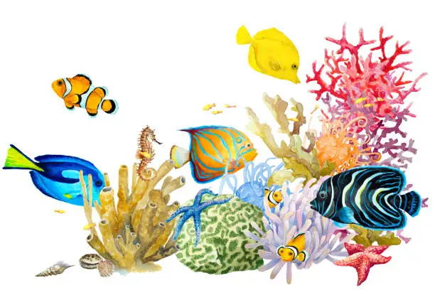 Photo of Reef with colorful corals, fish, sponge, anemones, starfish on a white background, hand drawn watercolor.