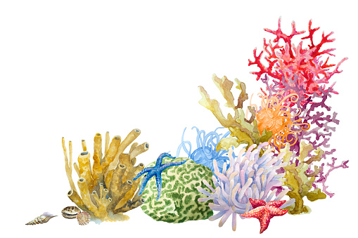 Underwater landscape. Reef with colorful corals, sponge, anemones, starfish. Copy space for design, hand drawn watercolor illustration.