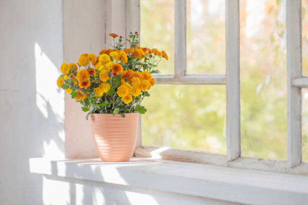 chrysanthemums  in pots on old white  windowsill - yellow chrysanthemum imagens e fotografias de stock