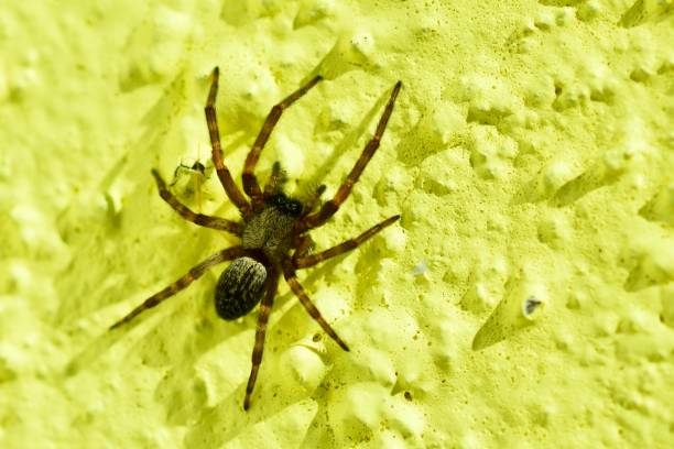 Macro of a Common house spider (Parasteatoda tepidariorum). The name house spider is a generic term for different spiders commonly found around human dwellings house spider; macro; shallow depth of field arachnology stock pictures, royalty-free photos & images