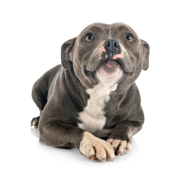 istock staffordshire bull terrier 1212688229