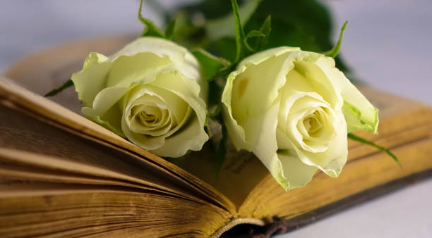 istock Bible with white Roses 1212688650