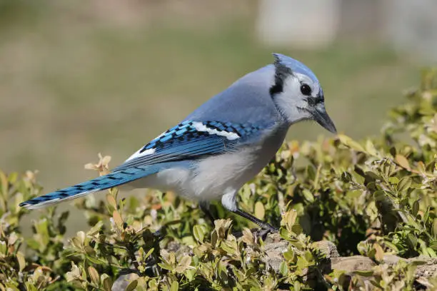 A bluejay perched in a tree.