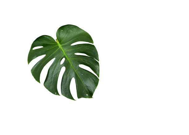 istock Monstera leaf isolated on white background